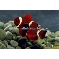 Live Ornamental Tropical Marine Nemo Fish